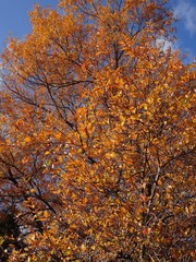 vibrant fall colors in the woods