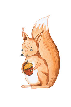 Hand drawn portrait of cute squirrel holding acorn