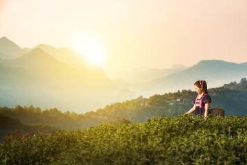Tribes at tea leaf plantation fields in morning, Hill tribe in beautiful costume dress. Asian farmer harvest tea leaves in rainy season with sunrise and mountain background,Traditional tribal culture.