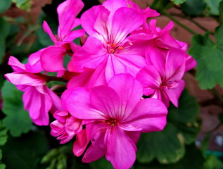  Pink geranium flower, macro view (horizontal orientation)