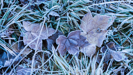 Frozen Leaves