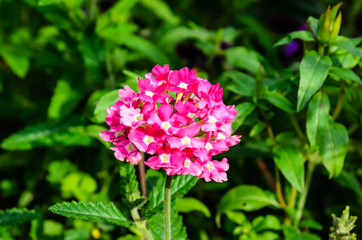 Pink phlox flower on a flowerbed in garden