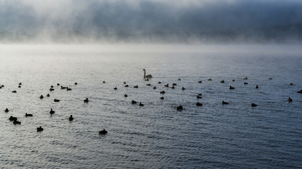Early morning birds in lake