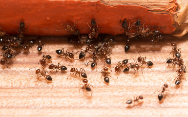 Ants on a wooden background