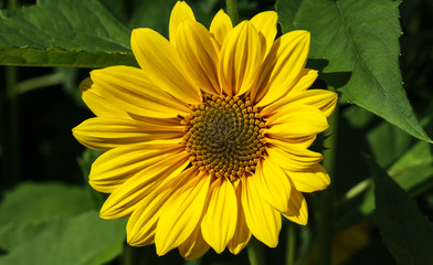 Helianthus multiflorus