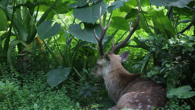 An adult Male Cervus Nippon resting lying among the trees and forest plants at a day hot summer, Sika Deer at the Taiwan  in Taipei -Dan