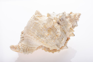 Seashell on white isolated background