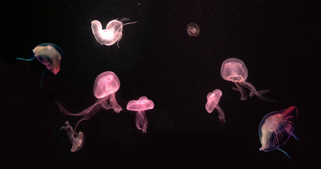 Dramatic Beautiful transparent glowing Jellyfish diving in Aquarium. © ekapolsira
