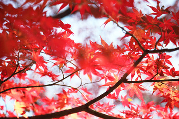 紅葉したもみじ