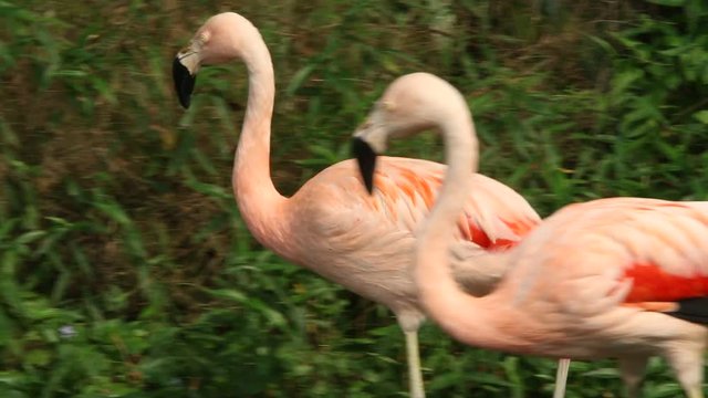 A group flamingo resting in the lake among the trees at a day hot summer, Phoenicopterus roseus, Phoenicopterus chilensis 