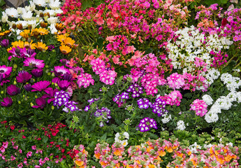 A colorful flowerbed with vibrant perennial plants.