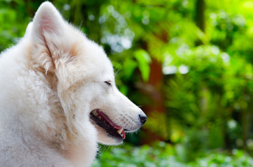 white dog sleep on ground