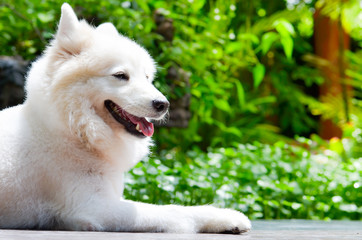 white dog sleep on ground