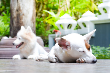 white dog sleep on ground