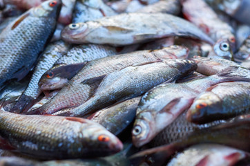 large catch of fish piled into pile
