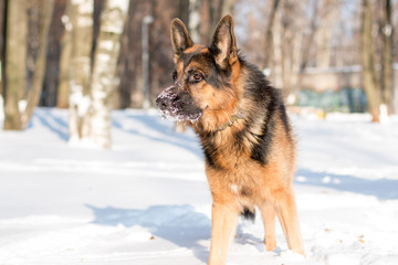 Dog german shepherd in a park in a winter