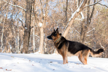 Dog german shepherd in a park in a winter