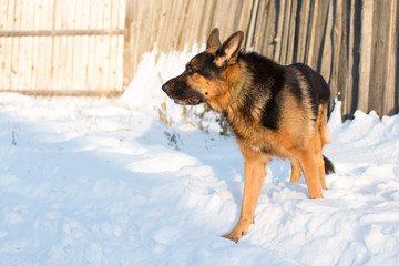 Dog german shepherd in a village in a winter