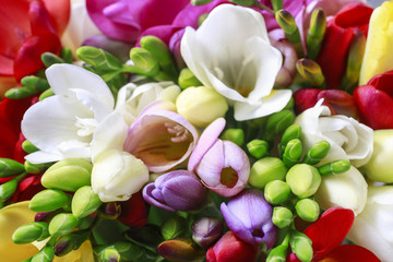Colorful freesia flowers.