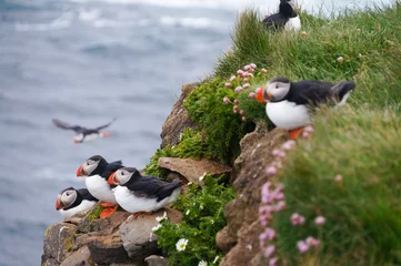 Atlantic Puffin in Latrabjarg cliffs, Iceland. © pulpitis17