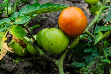 Ripe and unripe tomatoes in garden