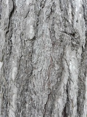 maritime pine bark used as background texture