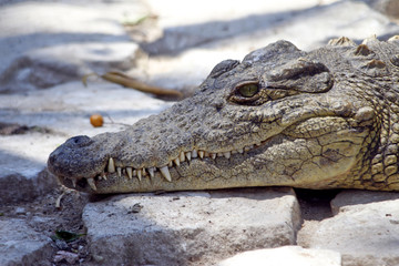 Crocodile de Madagascar
