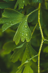 Fototapeta na wymiar Water drops close up on green leaves of a Ginkgo tree