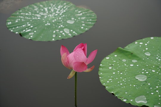 a lotus flower and two leaves