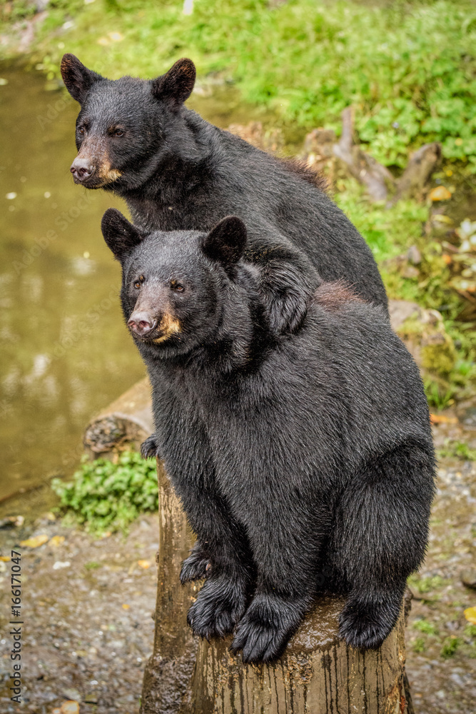 Wall mural brother bear