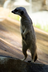 Erdmännchen