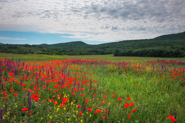 Spring flowers in field. Beautiful landscape. Composition of nature