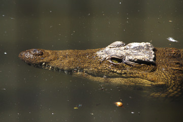 Crocodile