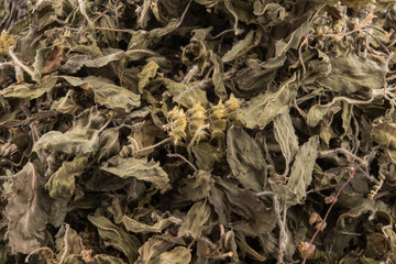 Organic dry Green or Holy Basil (Ocimum tenuiflorum) leaves on white background ,holy basil herb used in natural alternative herbal medicine