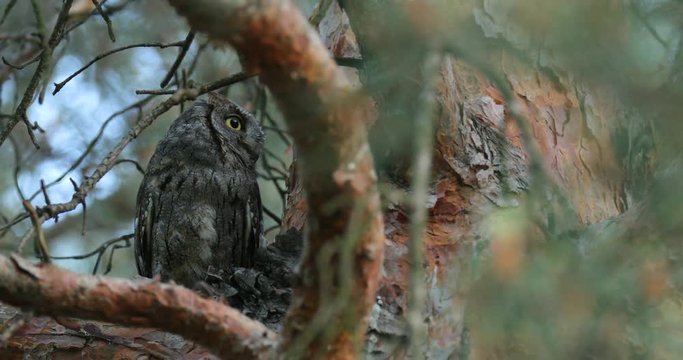 Common Scops Owl, Otus scops, near the nest. Madzharovo, Eastern Rhodopes, Bulgaria. Wildlife Balkan. Bird behaviour scene from nature. Nesting animal in the habitat. Owl on the tree.