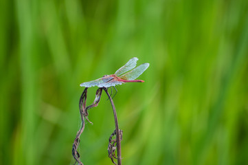 Red dragonfly on green background in ebro delta