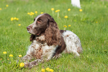 Brown spotted russian spaniel lays on the green grass