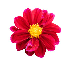 chrysanthemum isolated on white background