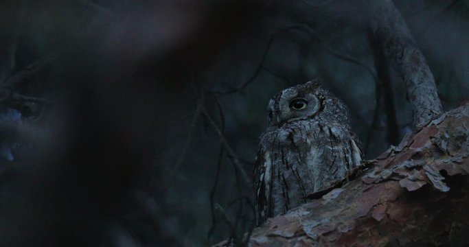 Common Scops Owl, Otus scops, near the nest. Madzharovo, Eastern Rhodopes, Bulgaria. Wildlife Balkan. Bird behaviour scene from nature. Nesting animal in the habitat. Owl on the tree.