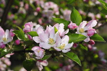 Chinese flowering crab-apple blooming