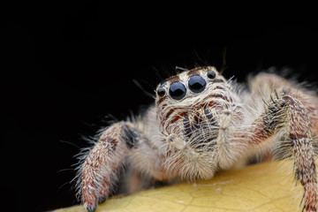 Super macro female Hyllus diardi or Jumping spider on yellow leaf