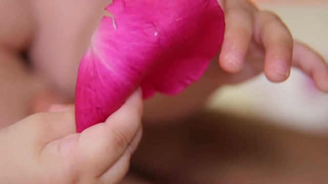 Close-up of a newborn baby holding a rose petal. Hand of a newborn baby with the petal of a flower.