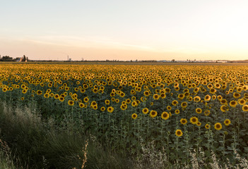 Sunflowers field near Arles  in Provence, France
