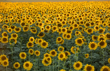 Sunflowers field near Arles  in Provence, France