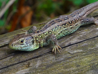 Lizard on the wood