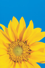 bright yellow sunflower with blue sky