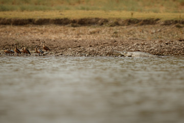Indian gavial in the nature habitat, chambal river sanctuary, Gavialis gangeticus, very endangered species of indian wildlife, India.