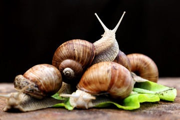 Snails in the garden on the wooden background. The snail stuck out its antennae