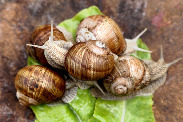 Snails in the garden on the wooden background. The snail stuck out its antennae