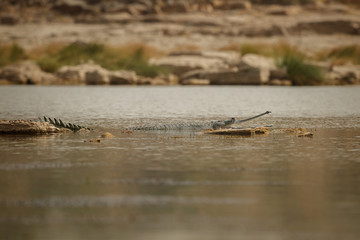 Indian gavial in the nature habitat, chambal river sanctuary, Gavialis gangeticus, very endangered species of indian wildlife, India.